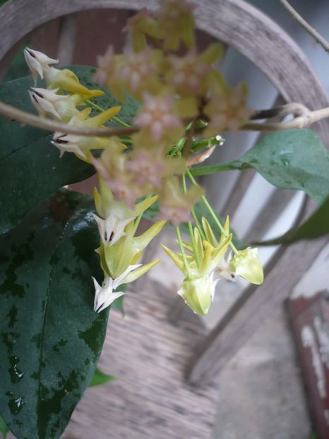 P1380250 - HOYA 2018-1