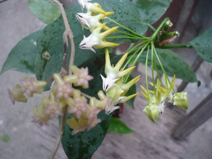 P1380252 - HOYA 2018-1