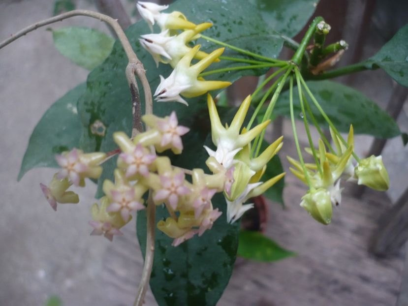 P1380253 - HOYA 2018-1