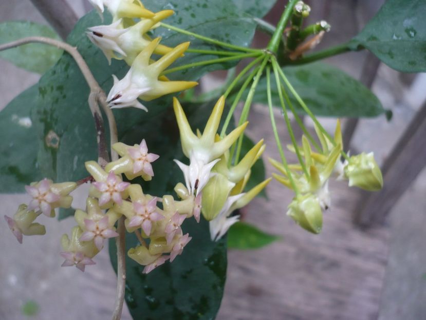 P1380254 - HOYA 2018-1