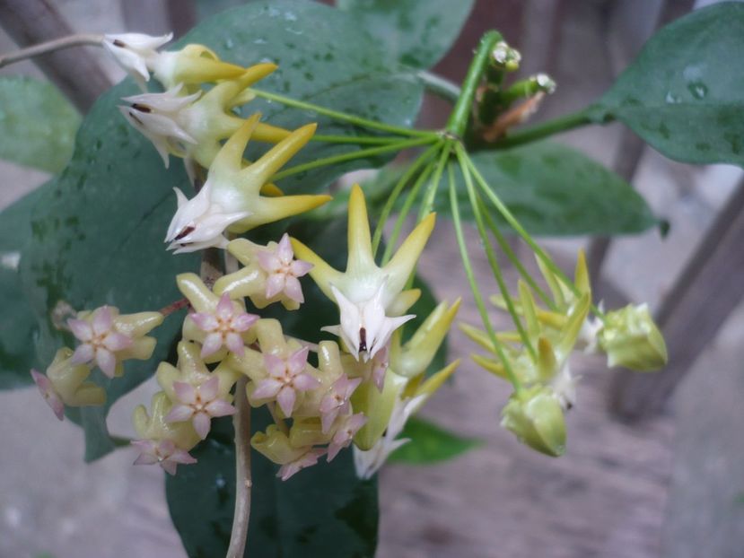 P1380255 - HOYA 2018-1