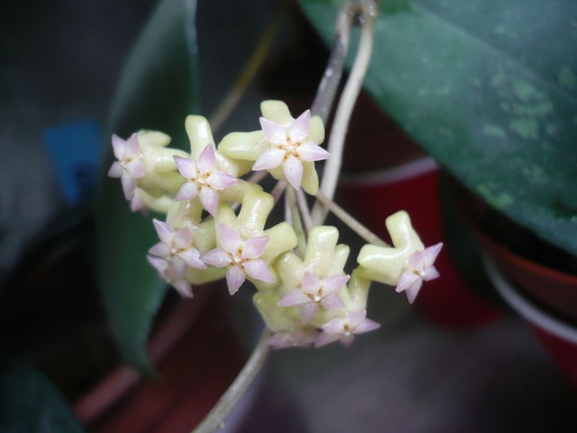 P1380258 - HOYA 2018-1