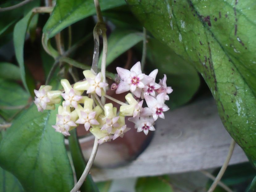 P1380259 - HOYA 2018-1