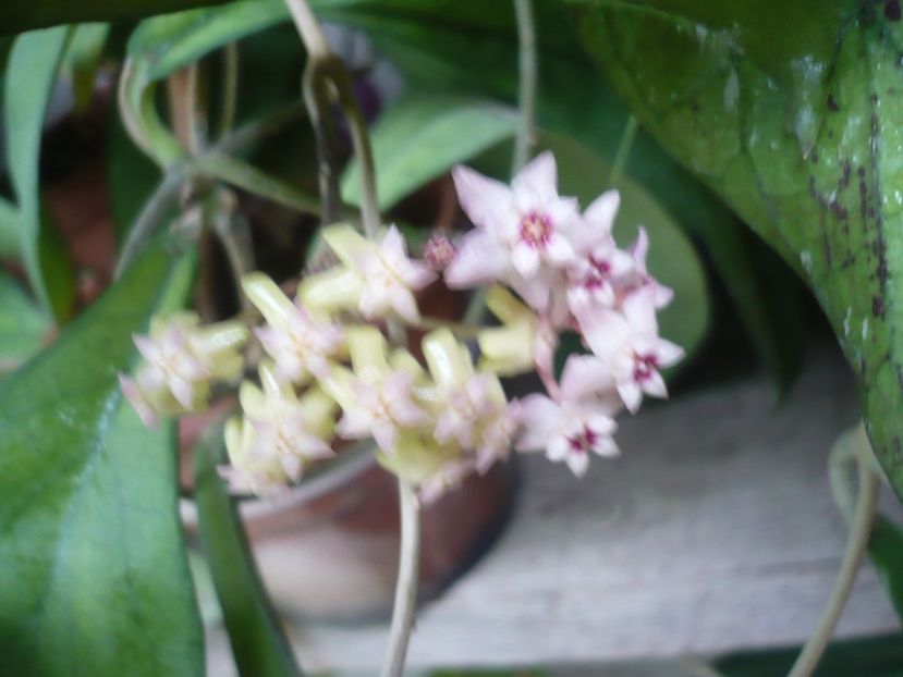 P1380261 - HOYA 2018-1