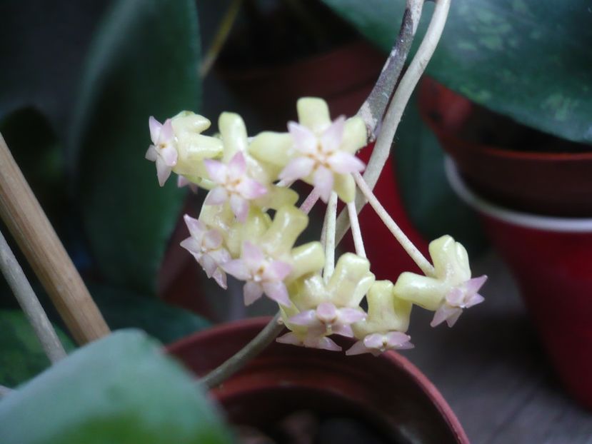 P1380263 - HOYA 2018-1