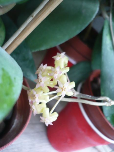 P1380264 - HOYA 2018-1