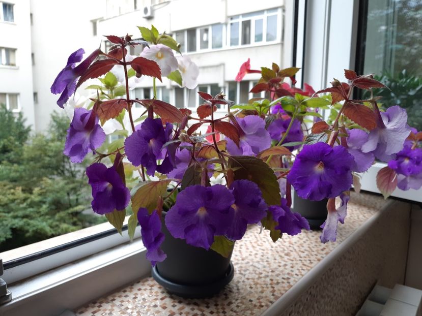 Culori bogate - Achimenes