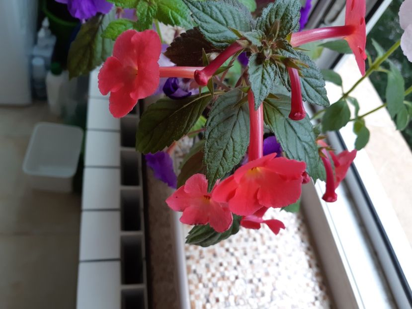  - Achimenes