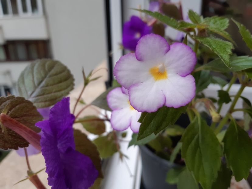 Daisy boo - Achimenes