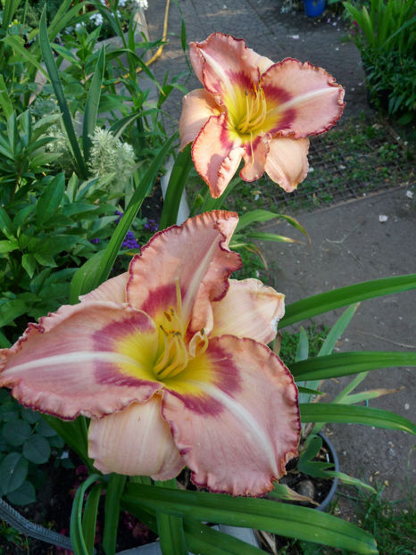  - Hemerocallis