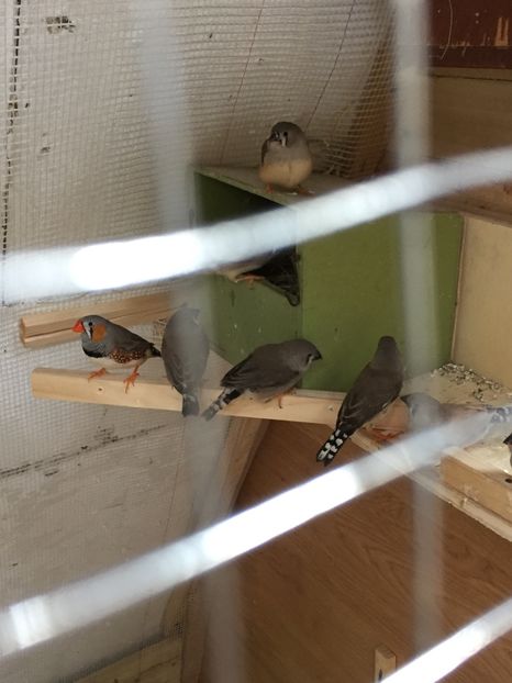 25ED9C1D-109F-4002-8D0F-CCF5A4EFC889 - Ceva rezultate la voliera