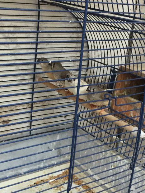 EFB50193-75F7-4EEB-93A5-4BBB6D28ABB0 - Ceva rezultate la voliera