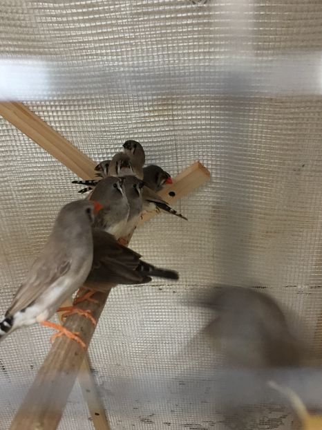 CDFA06EF-ACAE-49DE-8282-954D1D42B2ED - Ceva rezultate la voliera