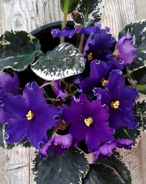 Cosmic Wonder - AA violete africane de colectie