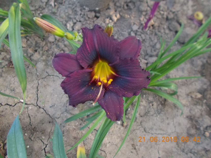 obsidian - Hemerocallis 2018