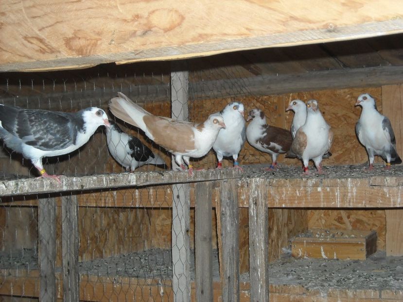  - DE PRIN PORUMBARIE