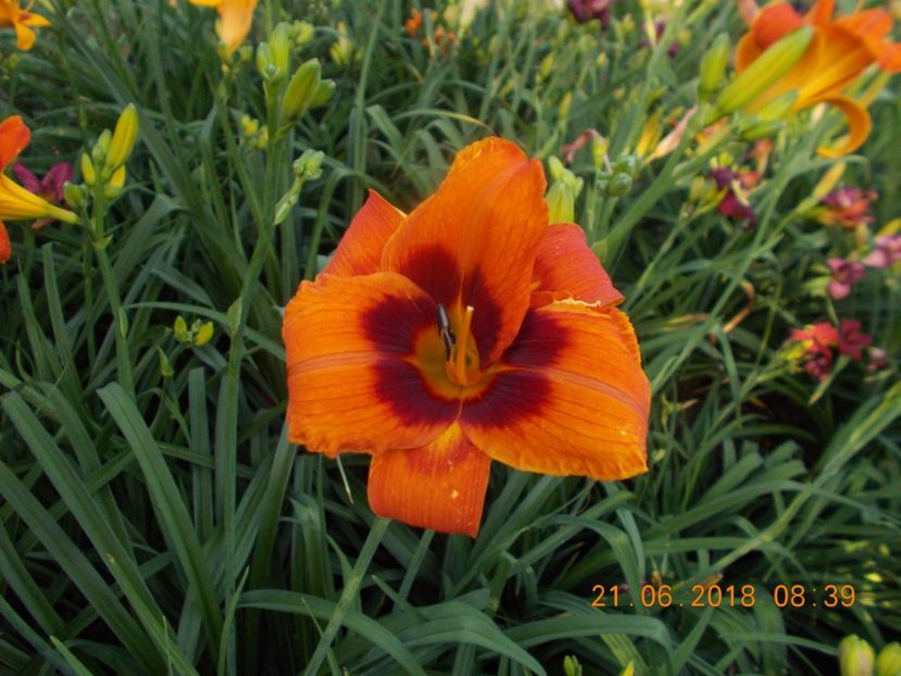 -2,8 - Hemerocallis 2018