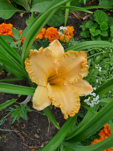  - Hemerocallis