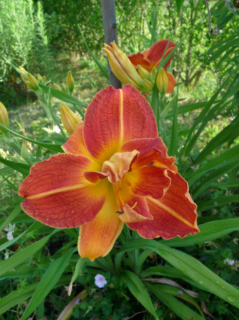  - Hemerocallis