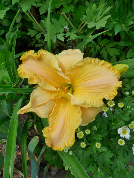  - Hemerocallis