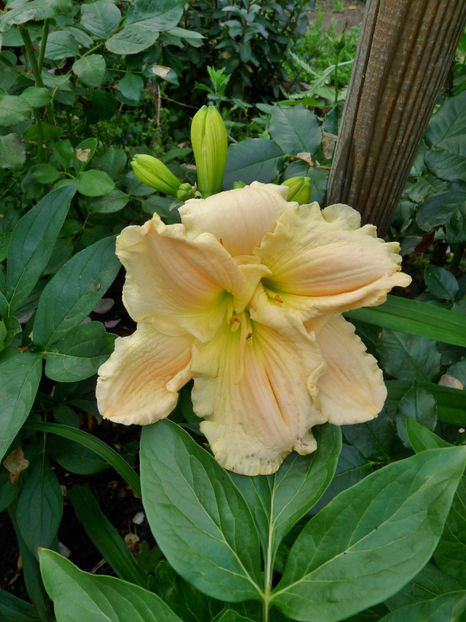  - Hemerocallis