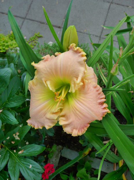  - Hemerocallis