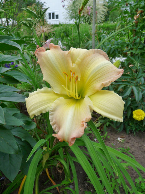  - Hemerocallis
