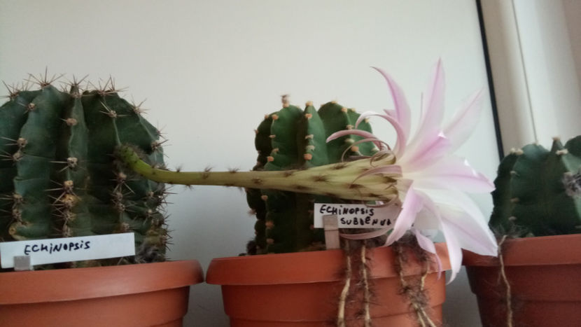 22.06.2018 - Echinopsis