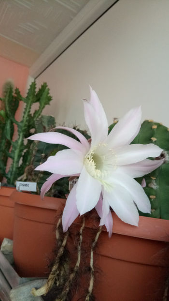 22.06.2018 - Echinopsis