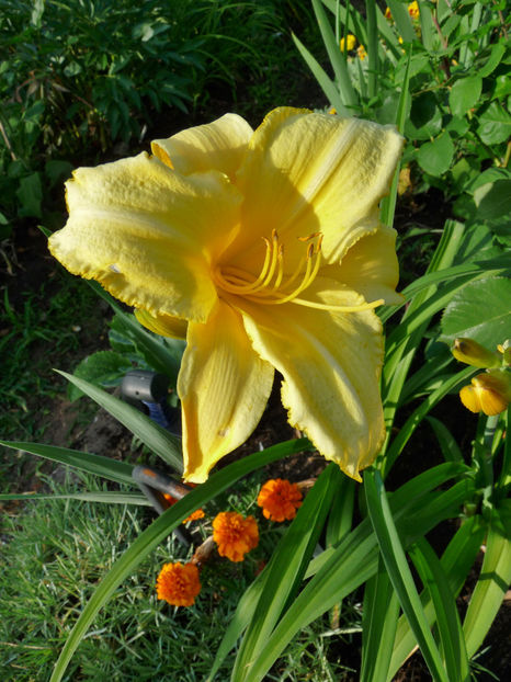  - Hemerocallis
