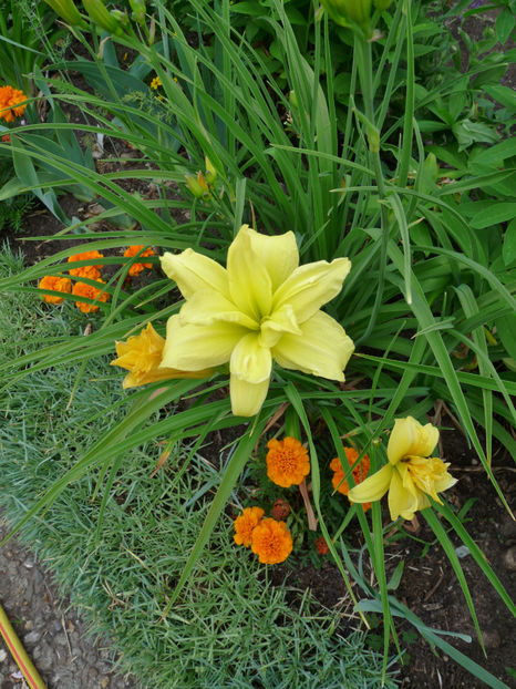  - Hemerocallis