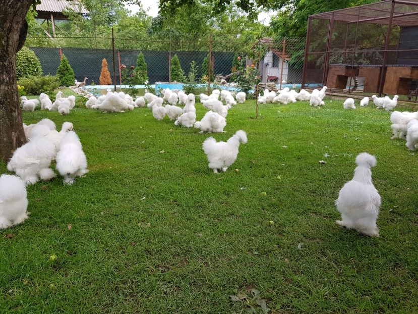 IMG-20180622-WA0005 - Pui 2018