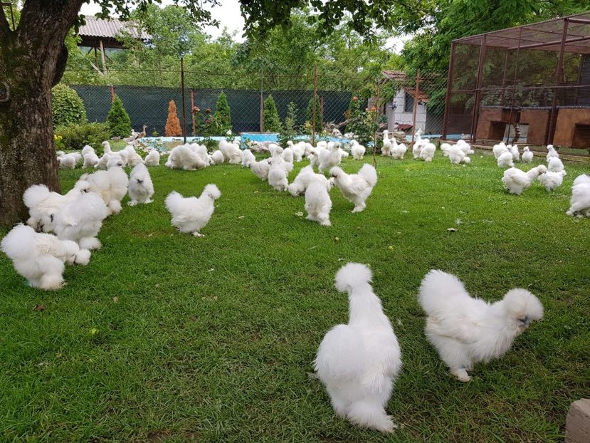 IMG-20180622-WA0004 - Pui 2018