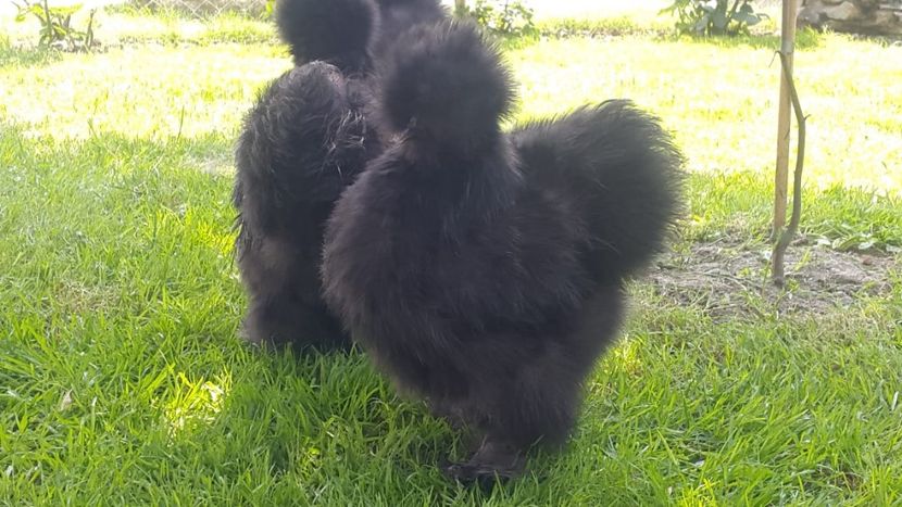 IMG-20180601-WA0012 - Pui 2018