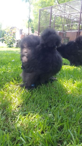 IMG-20180601-WA0009 - Pui 2018