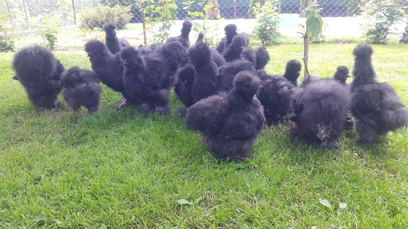 IMG-20180601-WA0006 - Pui 2018