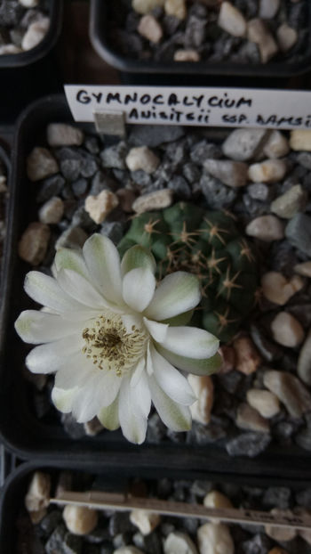 15.06.2018 - Gymnocalycium anisitsii ssp damsii