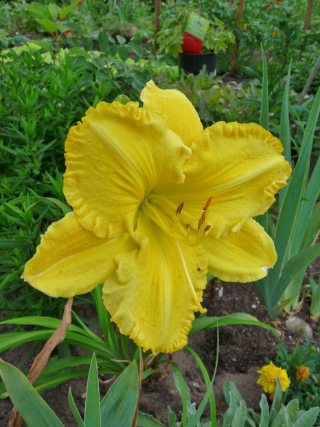  - Hemerocallis