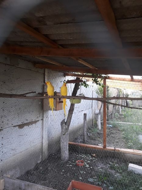  - PAPAGAL MICUL ALEXANDER