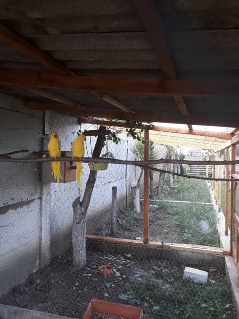  - PAPAGAL MICUL ALEXANDER