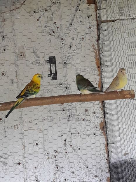  - PAPAGAL CÎNTĂTOR