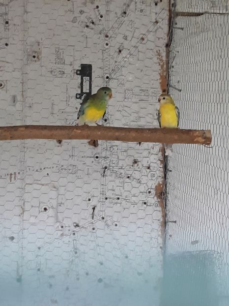  - PAPAGAL CÎNTĂTOR