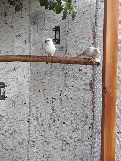  - PAPAGAL CÎNTĂTOR