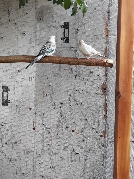  - PAPAGAL CÎNTĂTOR