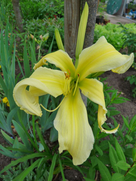  - Hemerocallis