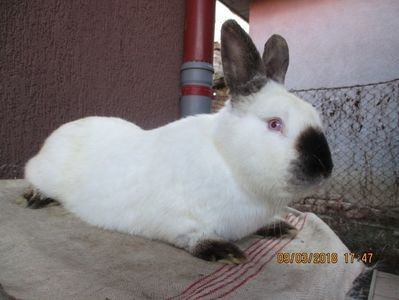 Calif. 2017 !!! - X ARHIVA IEPURI CE AM AVUT