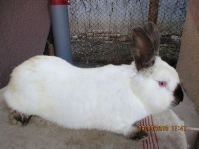 mascul !!! - X ARHIVA IEPURI CE AM AVUT