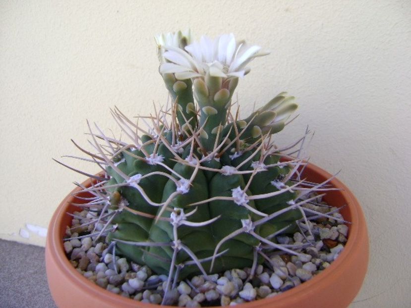 Gymnocalycium intermedium - Cactusi 2018 Gymnocalycium