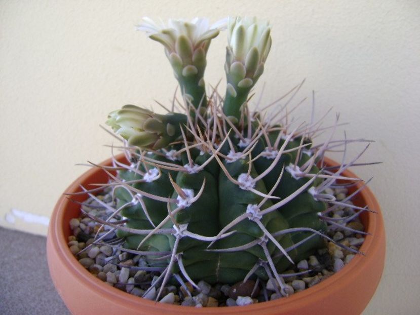 Gymnocalycium intermedium - Cactusi 2018 Gymnocalycium