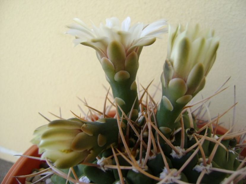 Gymnocalycium intermedium - Cactusi 2018 Gymnocalycium